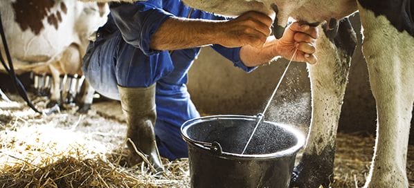 Ordeño de leche diaria