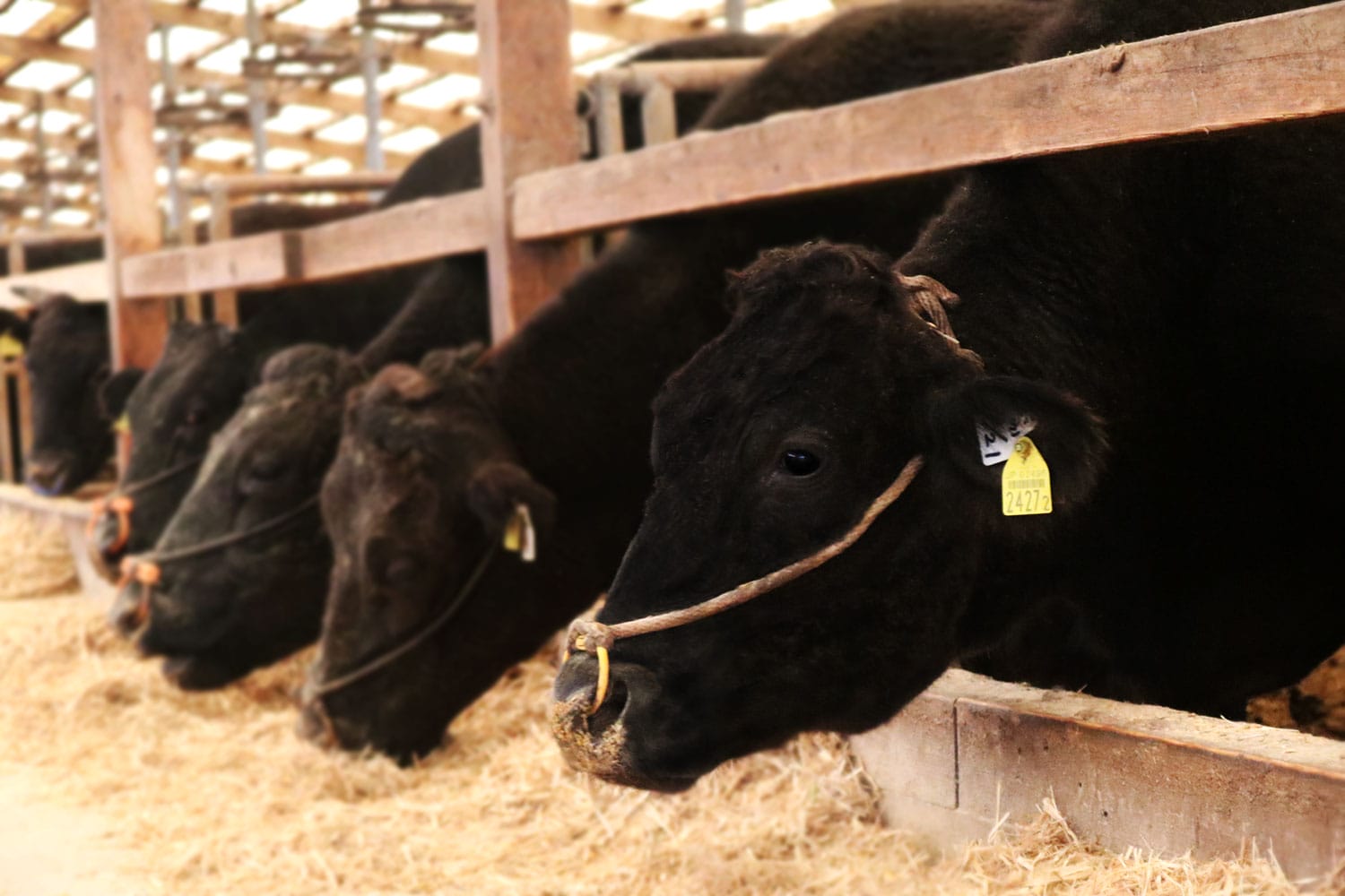 vacas de raza wagyu en Japón