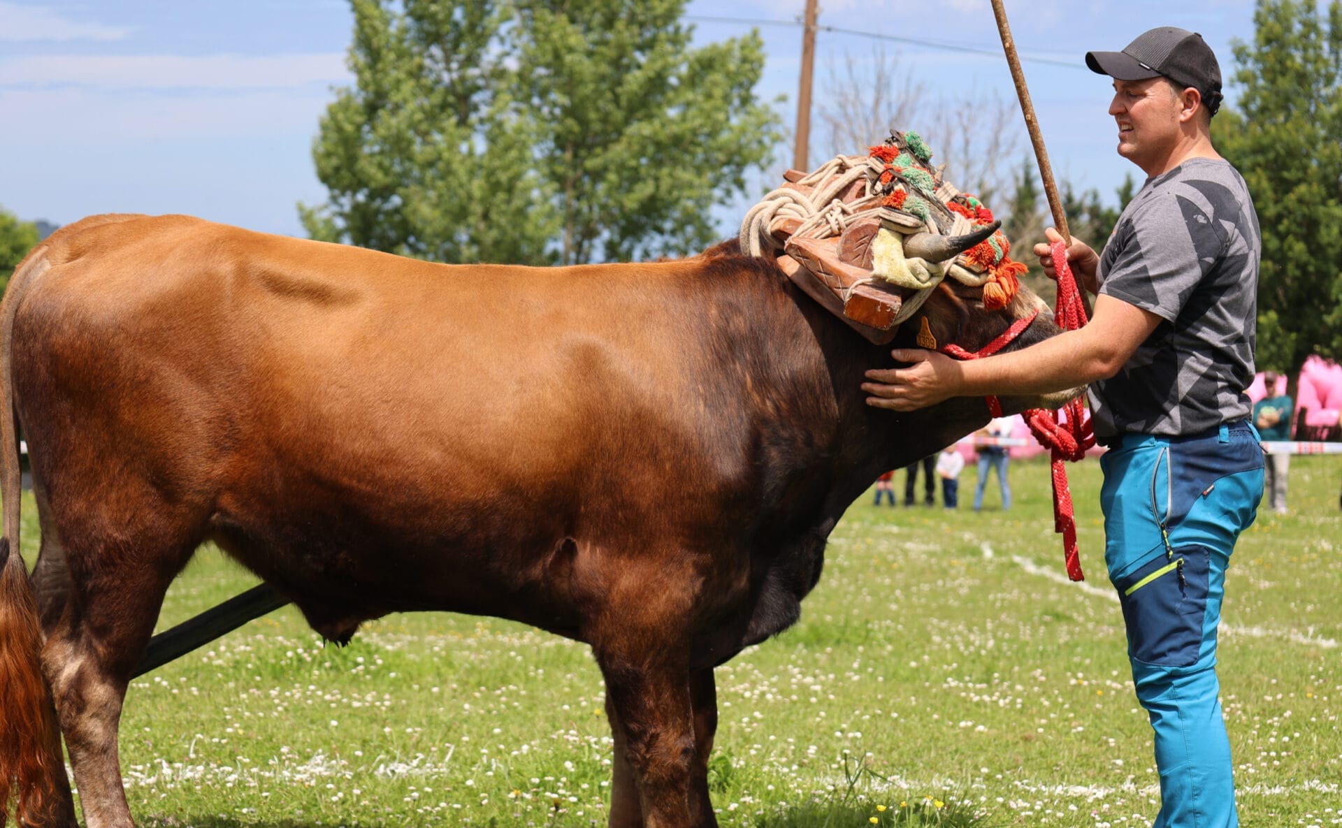 buey titán de Okelan